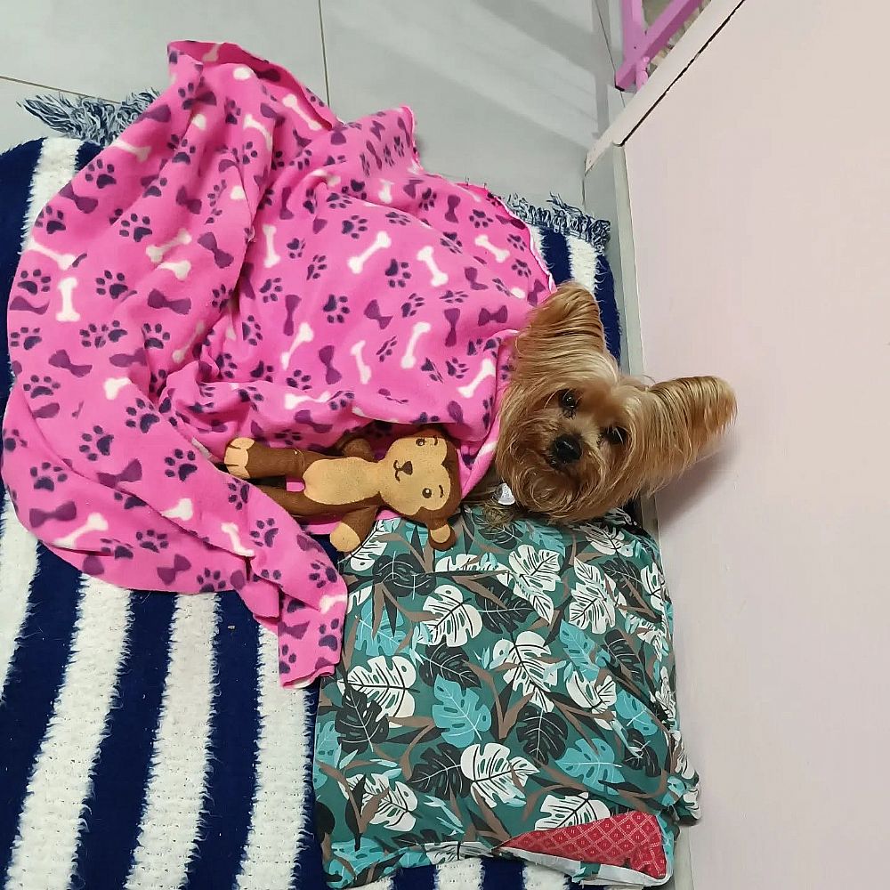 Hotel para Cães Casa da Tia Fabi – Itapoá/SC — foto 4
